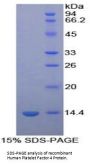 Human Platelet Factor 4 (PF4) Protein