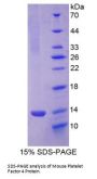 Mouse Platelet Factor 4 (PF4) Protein