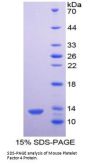 Mouse Platelet Factor 4 (PF4) Protein