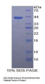 Rat Platelet Factor 4 (PF4) Protein