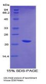 Mouse Platelet Glycoprotein 4 (CD36) Protein