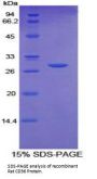 Rat Platelet Glycoprotein 4 (CD36) Protein