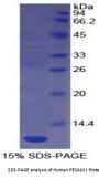 Human Platelet/Endothelial Cell Adhesion Molecule (PECAM1) Protein