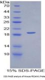 Mouse Platelet/Endothelial Cell Adhesion Molecule (PECAM1) Protein