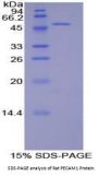 Rat Platelet/Endothelial Cell Adhesion Molecule (PECAM1) Protein