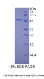 Mouse Platelet/Endothelial Cell Adhesion Molecule (PECAM1) Protein
