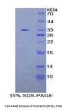 Human Pleckstrin Homology Domain Containing Family A, Member 1 (PLEKHA1) Protein
