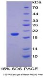 Mouse Pleckstrin Homology Like Domain Family A, Member 2 (PHLDA2) Protein