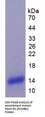 Human Plexin B1 (PLXNB1) Protein