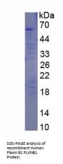 Human Plexin B1 (PLXNB1) Protein