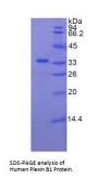 Human Plexin B1 (PLXNB1) Protein