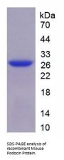 Mouse Podocin / PDCN (NPHS2) Protein