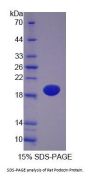 Rat Podocin / PDCN (NPHS2) Protein