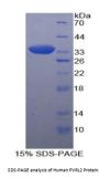 Human Poliovirus Receptor Related Protein 2 (PVRL2) Protein