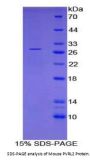 Mouse Poliovirus Receptor Related Protein 2 (PVRL2) Protein