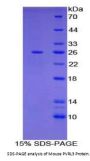 Mouse Poliovirus Receptor Related Protein 3 (NECTIN3) Protein