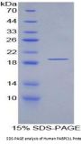 Human Poly A Binding Protein Cytoplasmic 1 Like Protein (PABPC1L) Protein