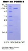 Human Polybromo 1 (PBRM1) Protein