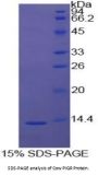 Cow Polymeric Immunoglobulin Receptor (PIGR) Protein