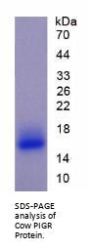 Cow Polymeric Immunoglobulin Receptor (PIGR) Protein