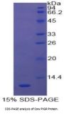 Cow Polymeric Immunoglobulin Receptor (PIGR) Protein