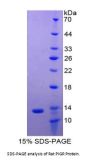 Rat Polymeric Immunoglobulin Receptor (PIGR) Protein