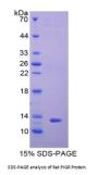 Rat Polymeric Immunoglobulin Receptor (PIGR) Protein