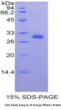 Mouse PR Domain Containing Protein 1 (PRDM1) Protein