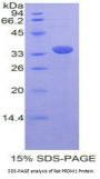 Rat PR Domain Containing Protein 1 (PRDM1) Protein