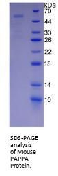 Mouse Pregnancy Associated Plasma Protein A (PAPPA) Protein