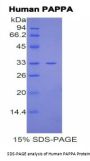 Human Pregnancy Associated Plasma Protein A (PAPPA) Protein