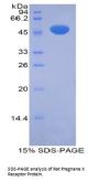 Rat Pregnane X Receptor (PXR) Protein