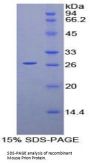Mouse Prion Protein (PRNP) Protein
