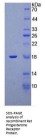 Rat Progesterone Receptor (PGR) Protein