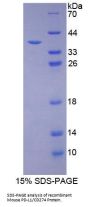 Mouse Programmed Cell Death 1 Ligand 1 (CD274) Protein
