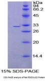 Rat Programmed Cell Death Protein 1 Ligand 2 (PDCD1LG2) Protein
