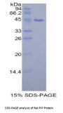 Rat Prolactin Induced Protein (PIP) Protein