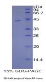 Mouse Prolactin Induced Protein (PIP) Protein