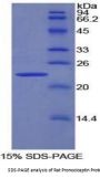 Rat Pronociceptin (PNOC) Protein
