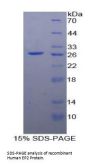 Human Prostaglandin E2 Receptor EP2 Subtype (PTGER2) Protein