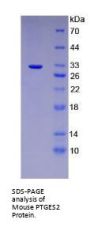 Mouse Prostaglandin E Synthase 2 (PTGES2) Protein