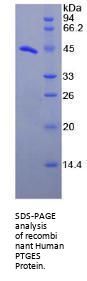 Human Prostaglandin E Synthase, Microsomal (PTGES) Protein