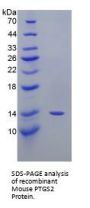 Mouse Prostaglandin G/H Synthase 2 / COX-2 (PTGS2) Protein