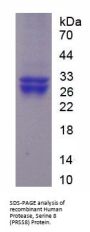 Human Protease, Serine 8 (PRSS8) Protein