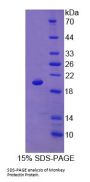 Monkey CD59 Glycoprotein (CD59) Protein