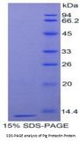 Pig CD59 Glycoprotein (CD59) Protein