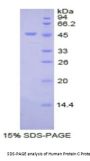 Human Protein C (PROC) Protein