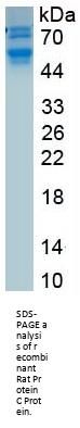 Rat Protein C (PROC) Protein