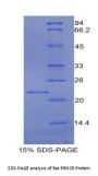 Rat Protein C Receptor, Endothelial (PROCR) Protein