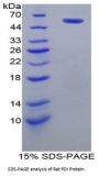 Rat Protein Disulfide-Isomerase / PDI (P4HB) Protein